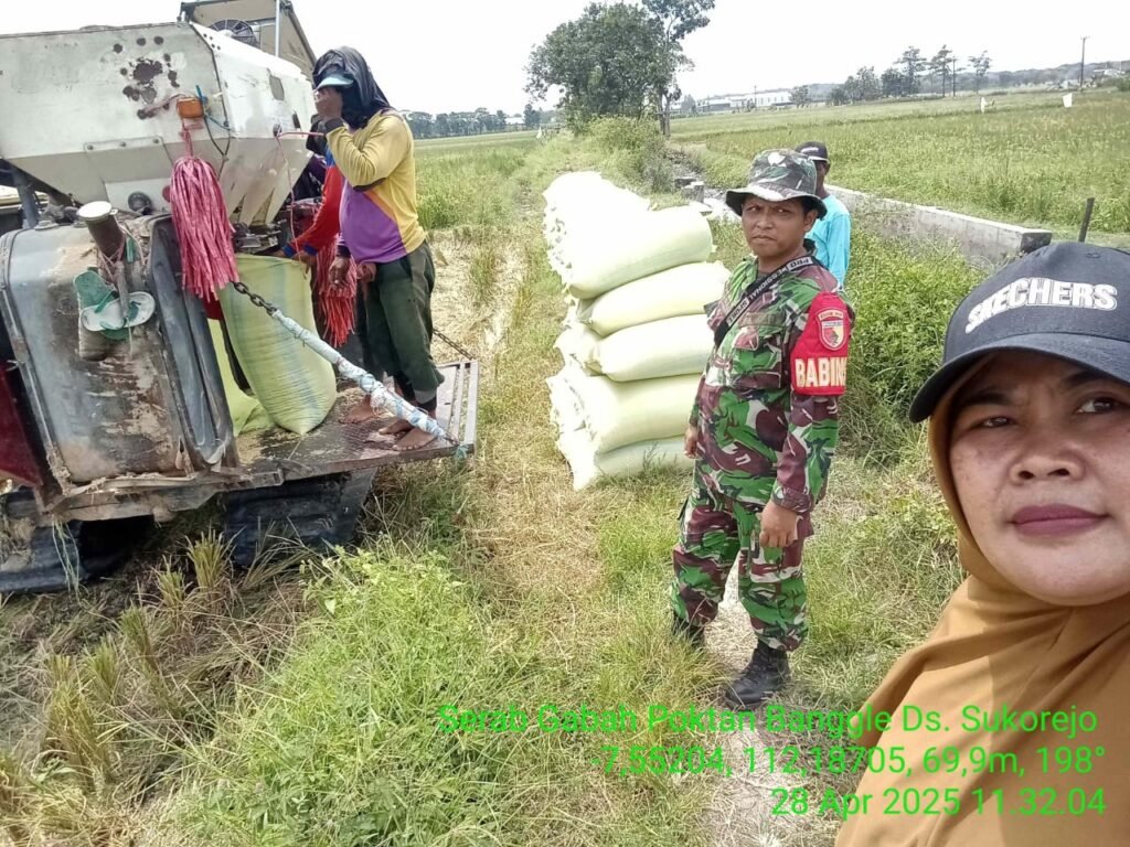 Panen Sergab di Sukorejo: Petani Tetap Semangat Meski Hadapi Kendala Pengairan. /disperta.jombangkab.go.id