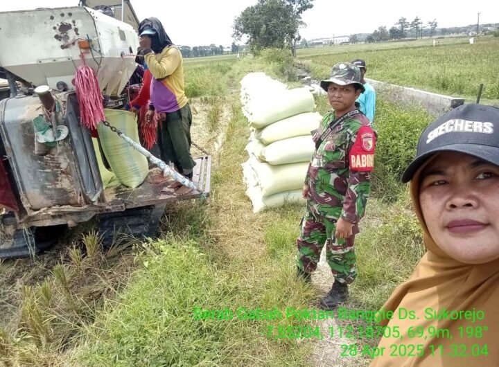 Panen Sergab di Sukorejo: Petani Tetap Semangat Meski Hadapi Kendala Pengairan. /disperta.jombangkab.go.id
