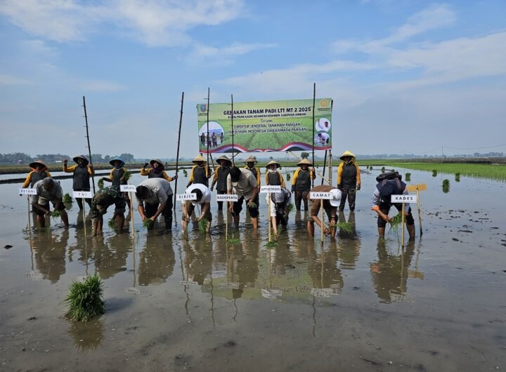 Gerakan Tanam Padi Dukung Swasembada Pangan Nasional. /disperta.jombangkab.go.id