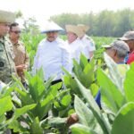 Tembakau Jombang Putar Ekonomi Rp487 Miliar, Pemkab Salurkan Bantuan untuk Petani