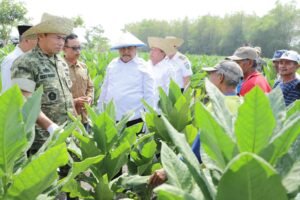 Tembakau Jombang Putar Ekonomi Rp487 Miliar, Pemkab Salurkan Bantuan untuk Petani