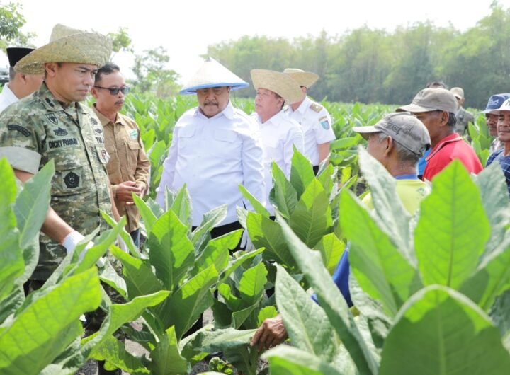 Tembakau Jombang Putar Ekonomi Rp487 Miliar, Pemkab Salurkan Bantuan untuk Petani